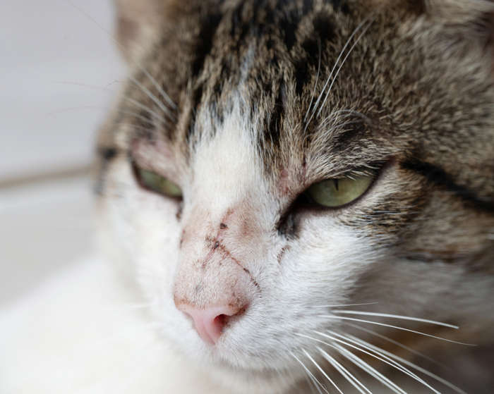 Scratch on nose of cat after fight with other animal on street