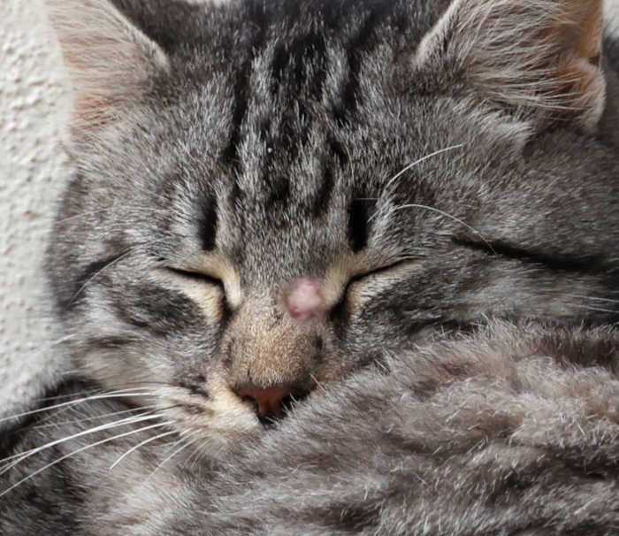 Mast cell tumor on cat's nose