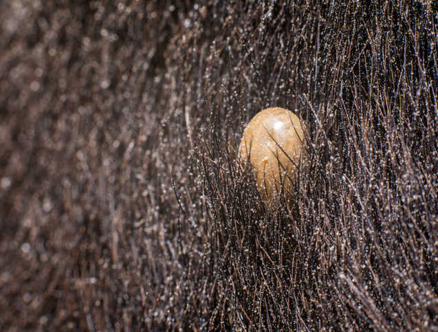 lump is a tick that looks like a skin tag