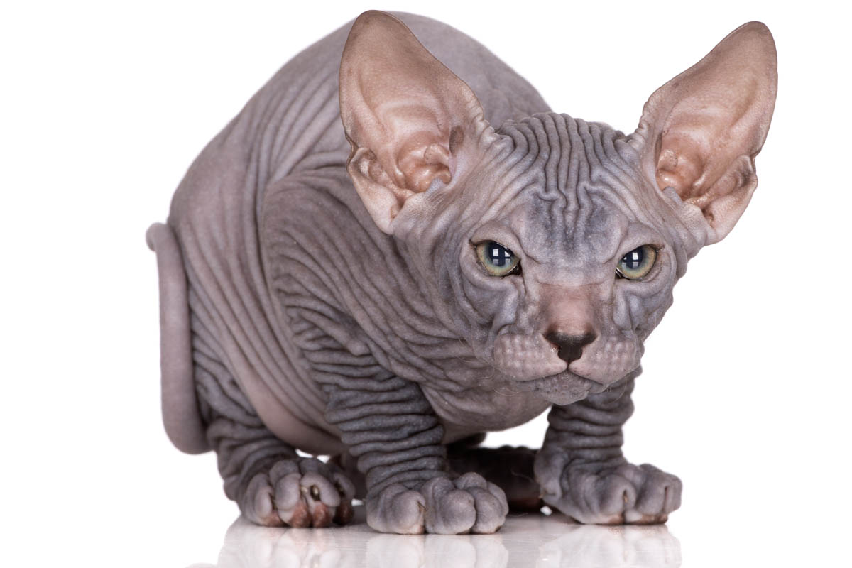Why are Sphynx cats bald?
