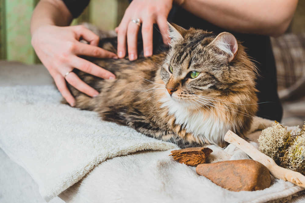 massaging your cat