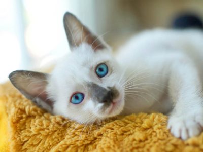 Why do kittens have blue eyes?