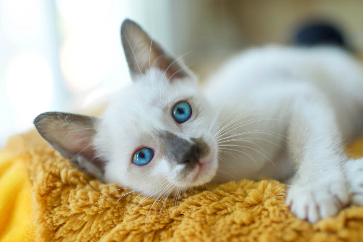 Why do kittens have blue eyes?