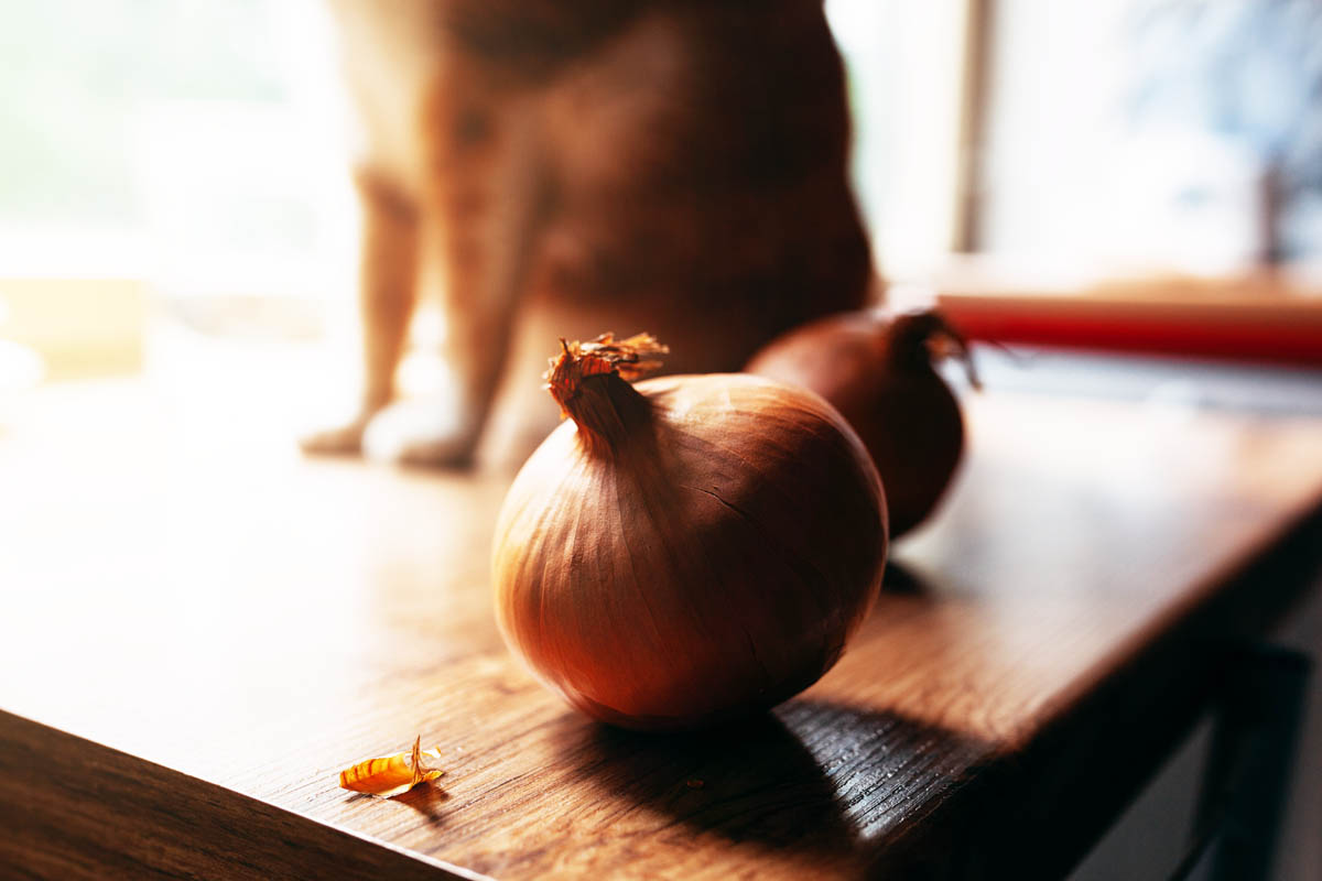Can cats eat onions?