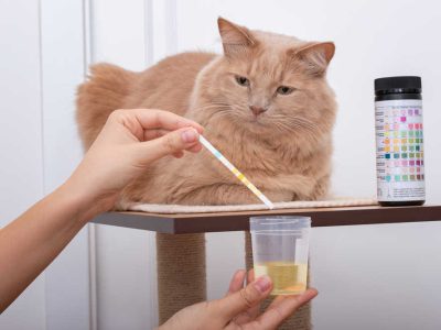 cat looking at the results of urine sample analysis