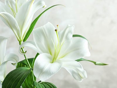 Is Easter lily toxic to cats?