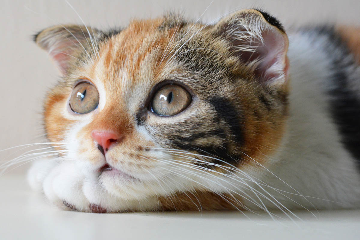 What is the difference between a caliby and a calico cat?
