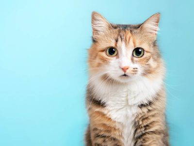 Can humans transmit cold sores to cats?
