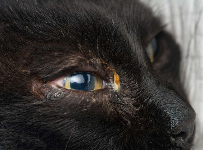 adult cat with herpesvirus infection and purulent conjunctivitis