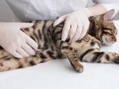 Cat with Lump or Bump On The Belly: Our Vet Explains