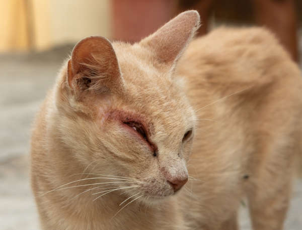 Blepharitis in a stray cat
