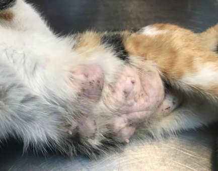 cat belly tumors