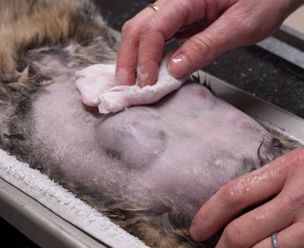 A cat's abdomen is shaved and washed before surgery to remove mammary tumors