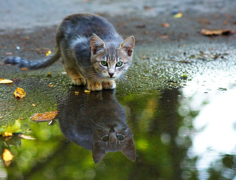 cat sitting at edge of a puddle
