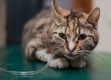 cat with IV line