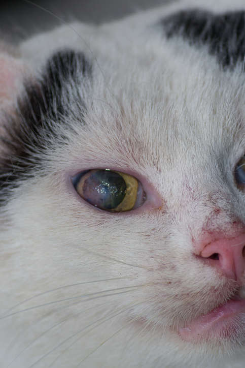 Corneal ulcer and neovascularisation in cat. Herpes virus infection, eye close-up