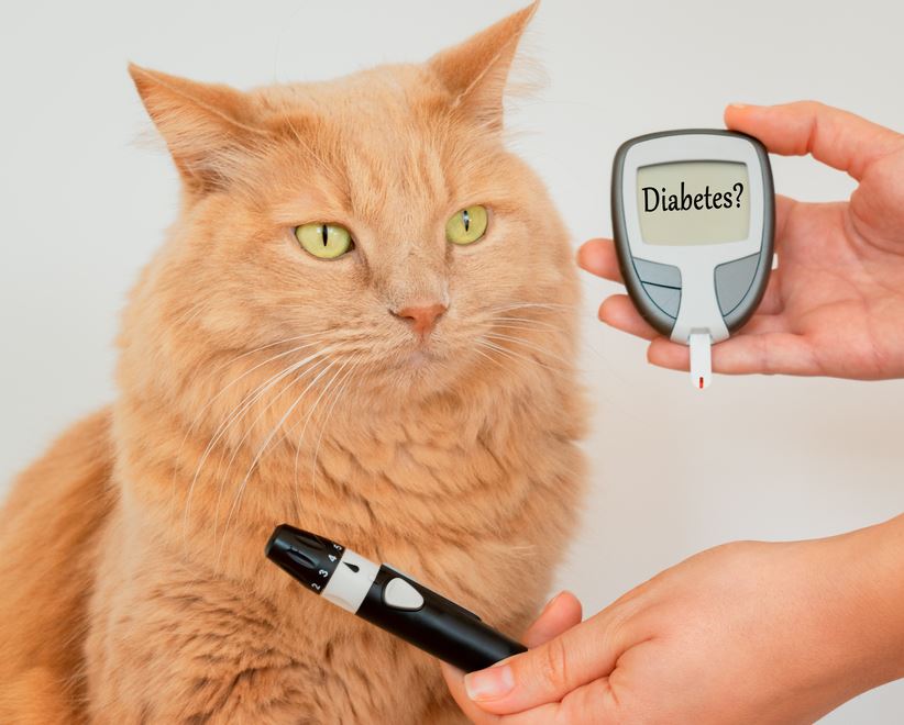 cat next to a meter that asks "Diabetes?"