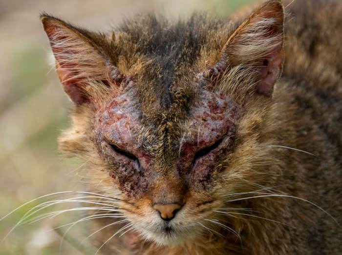 An european cat with notoedric mange, also known as feline scabies