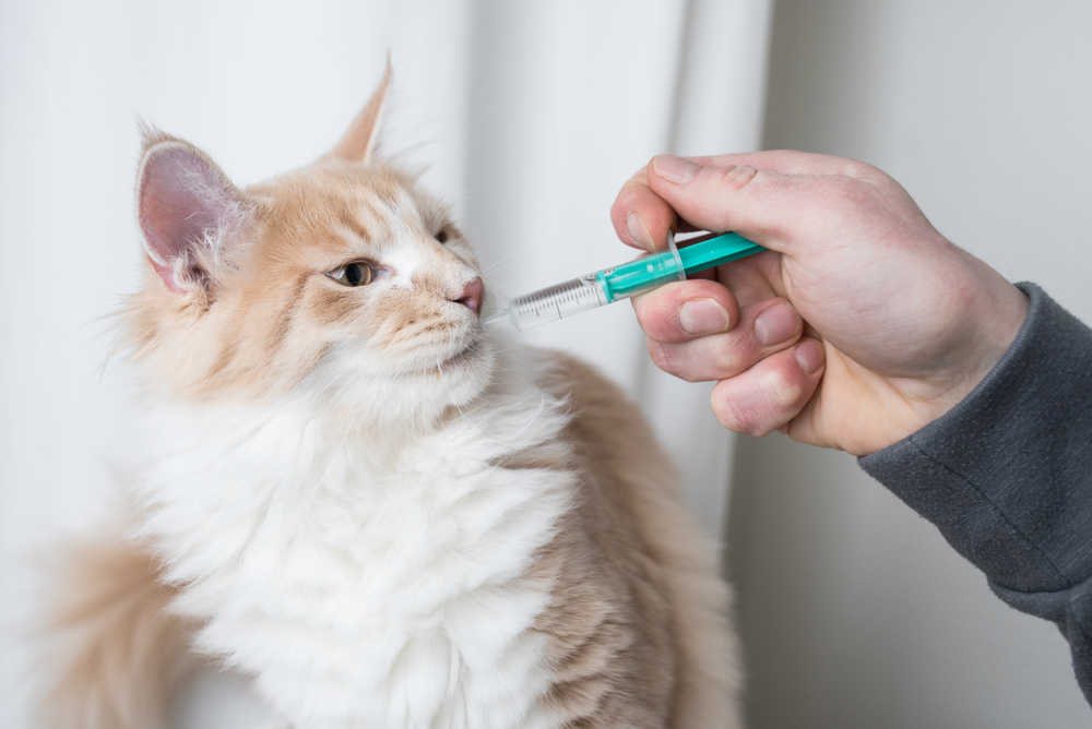 4 Safe Laxatives for Cats: Our Veterinarian Shares Tips