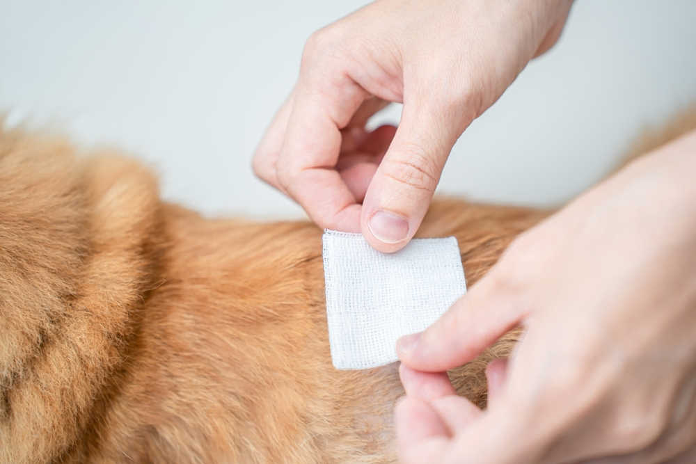 wound care with close up of bandage on a cat