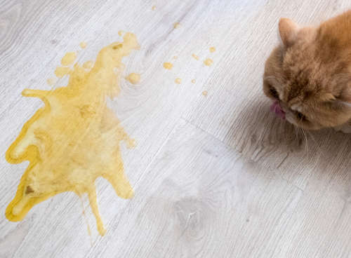 yellow bile vomiting on the floor with a cat