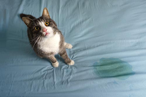 Cat peeing on bed 