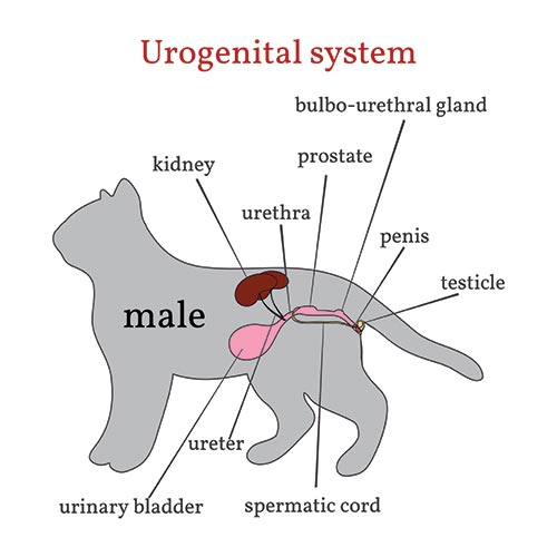 Male urogenital system