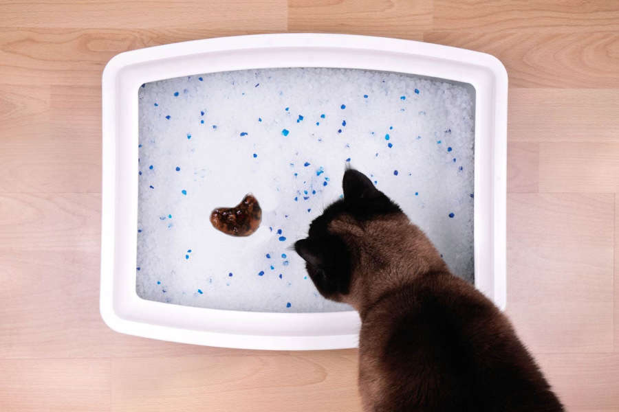 cat looking at litterbox with blood in stools
