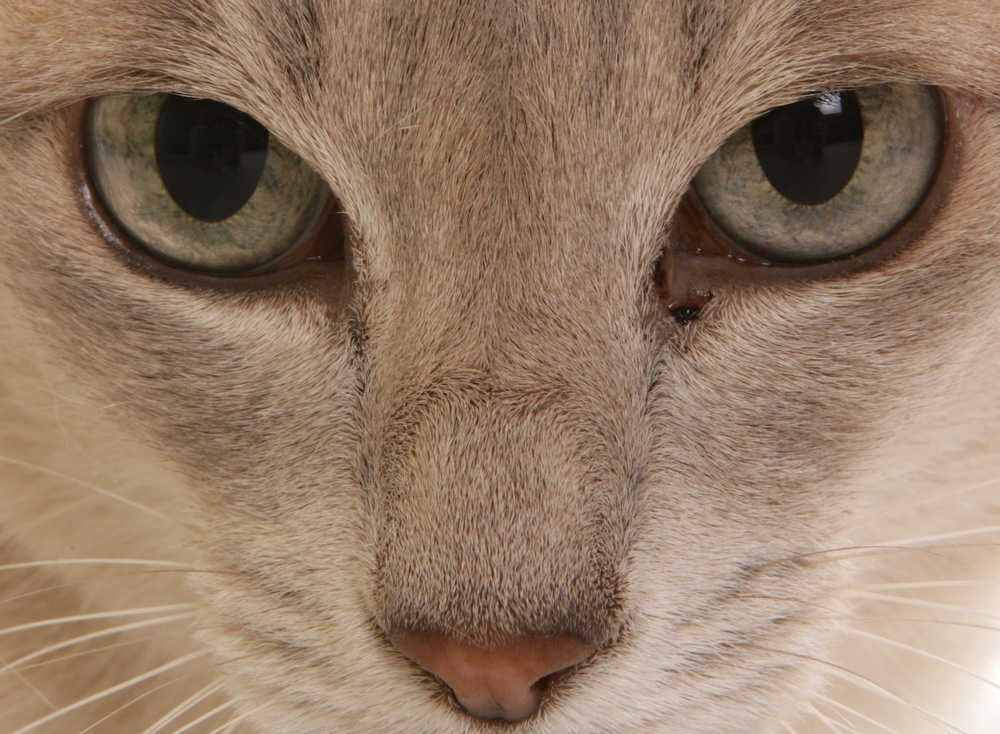 close up of cat eyes with small quantity of black crust around one eye
