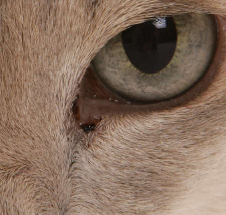 close up picture of black crust around a cat's eye