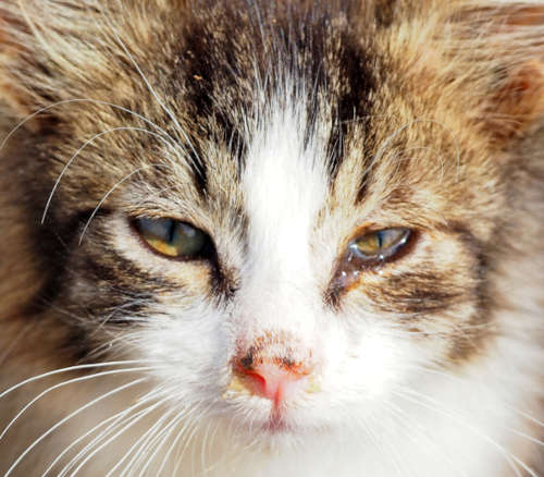 Kitten with signs of cat flu, watery eyes, nasal discharge and half-closed left eye