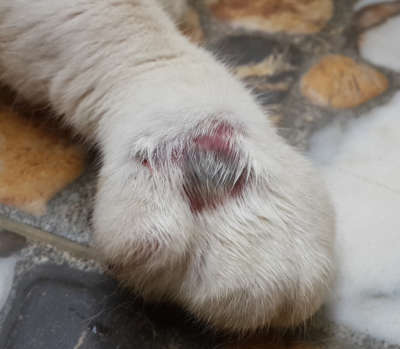 abscess on cat paw in th e early stages of healing