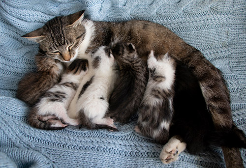 Restlessness cat with kittens