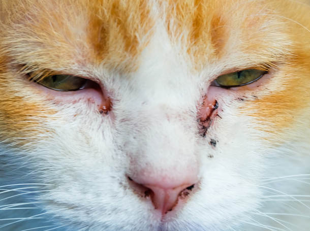 red eye discharge in cat with conjunctivitis