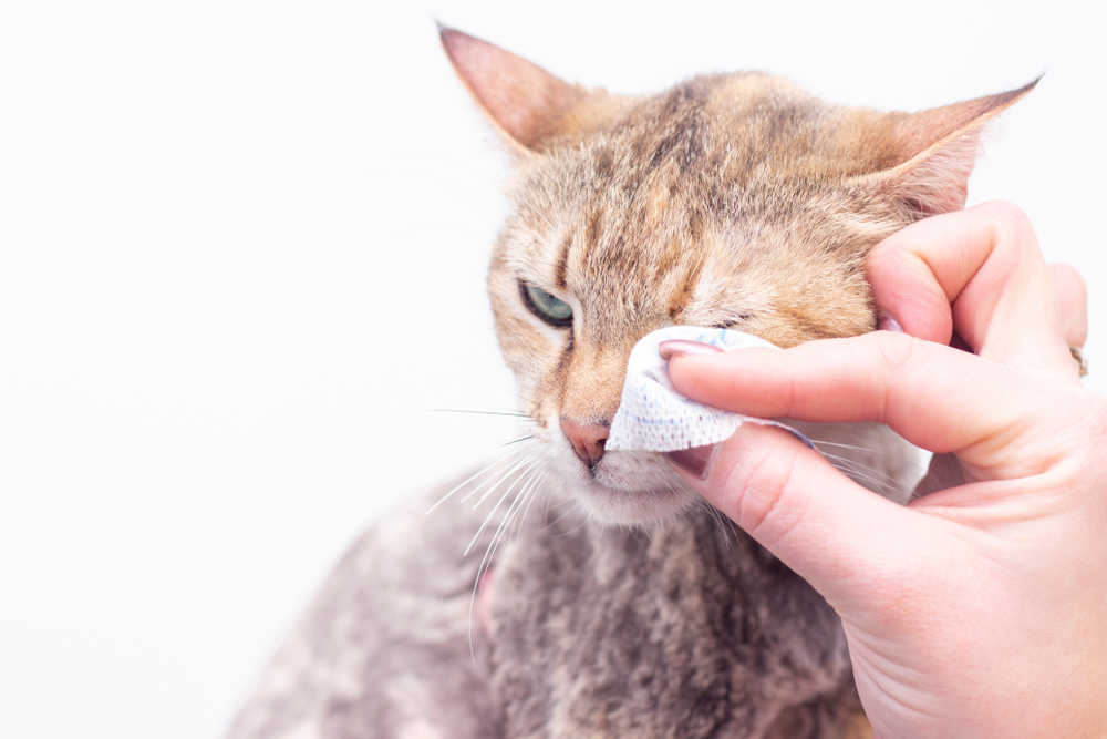 owner cleaning a cat's eye discharge with cotton pad