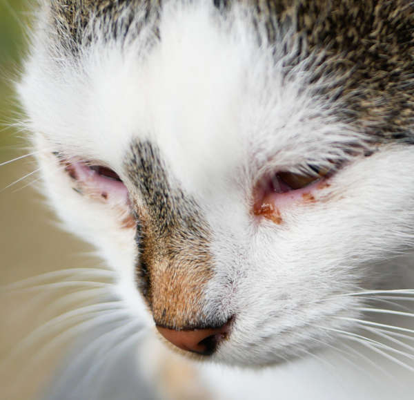 A picture of a cat with an eyelid infection and brown discharge from the eye