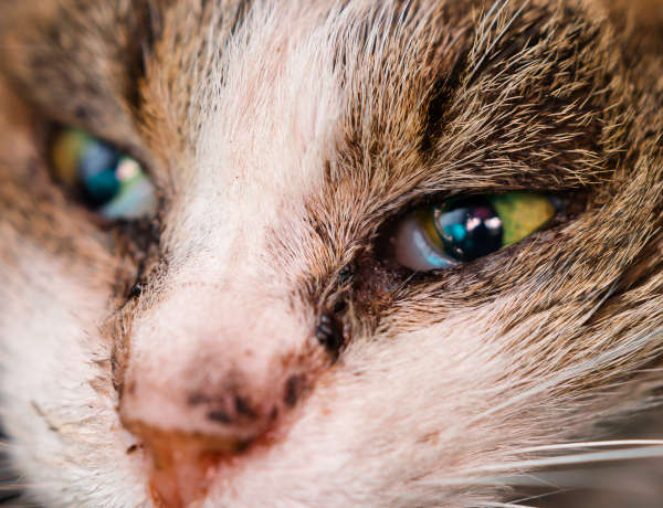 signs of cat flu with eye discharge