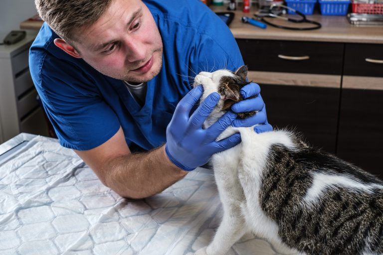 Lip Bumps, Sores and Ulcers on Cats [Pictures and Vet Advice] - Cat-World