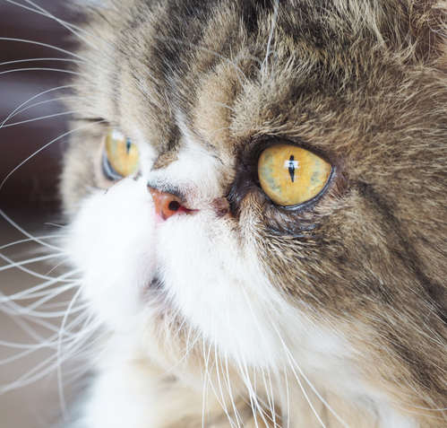A picture of a flat face cat breed with brown discharge from the eye