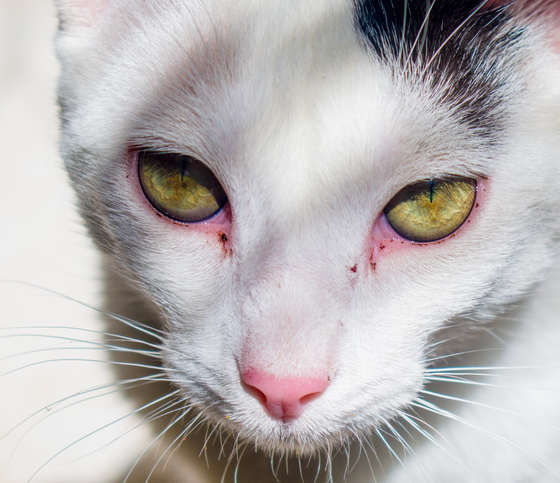 cat with red eye discharge