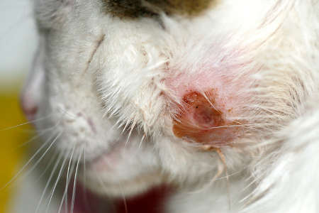 cat with an abscess on the neck as a result of a tick allergy
