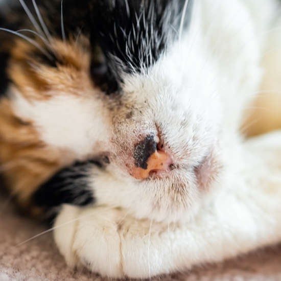 feline acne on chin and nose