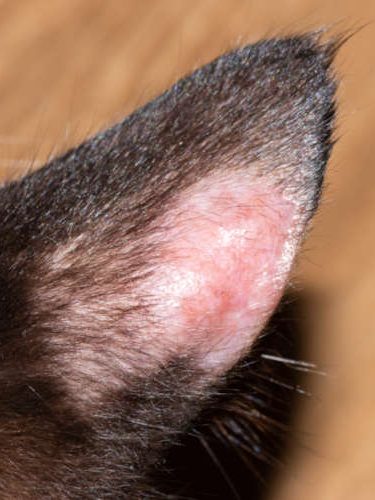ringworm on cat's ear flap