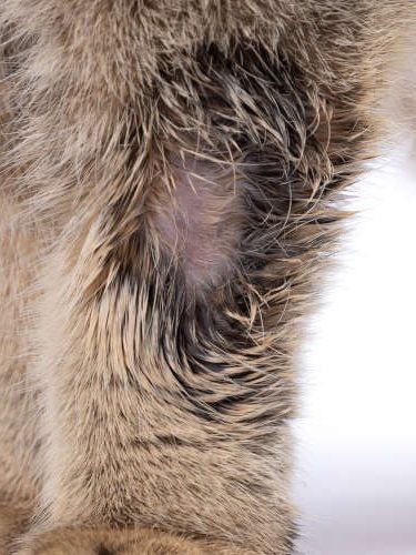 ringworm on cat leg with hair loss