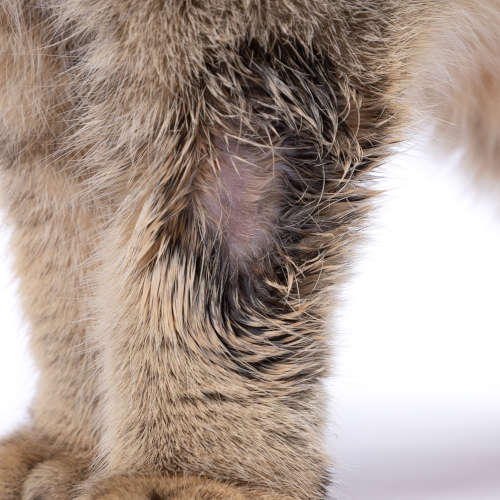ringworm on cat leg with hair loss