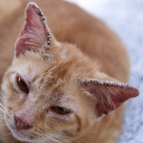 ringworm on cat's ears with scabs and hair loss