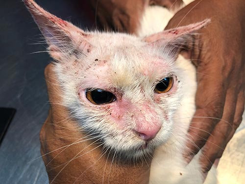 Cat with sarcoptic mange infection on face and ear