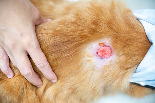 Infected wounds on the cat's