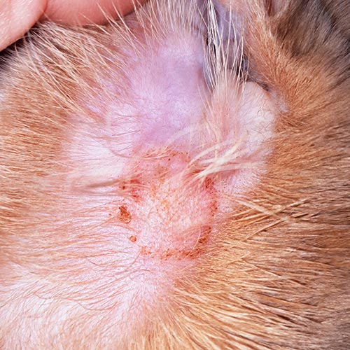 fungal lesion in a cat's ear