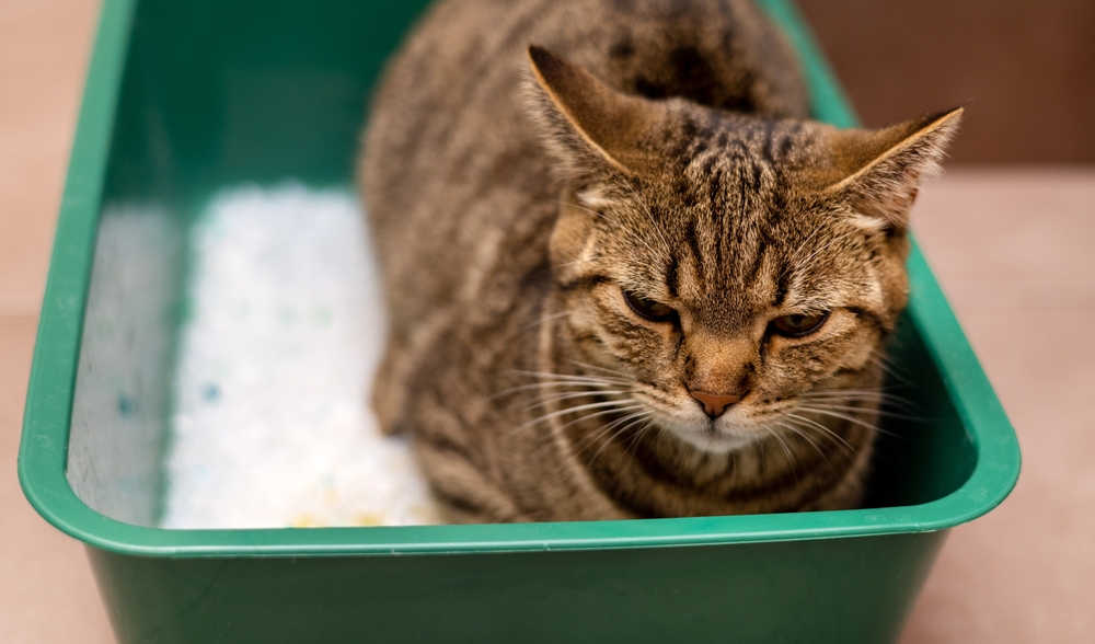 cat sitting in litterbox visibly frustrated